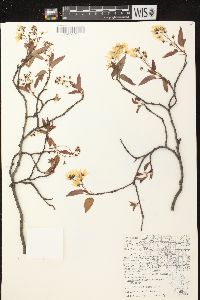 Amelanchier laevis image