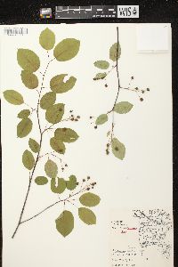 Amelanchier laevis image