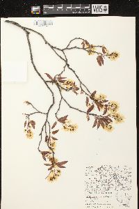 Amelanchier laevis image