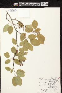 Amelanchier laevis image