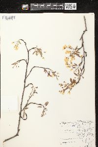 Amelanchier laevis image