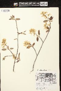 Amelanchier laevis image