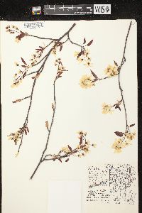 Amelanchier laevis image