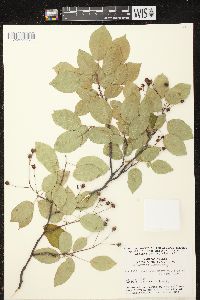 Amelanchier laevis image