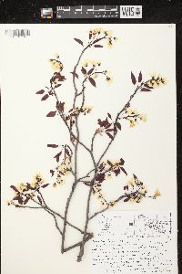 Amelanchier laevis image