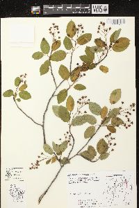 Amelanchier laevis image