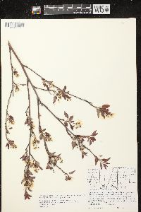 Amelanchier laevis image