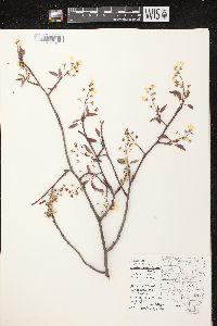 Amelanchier laevis image