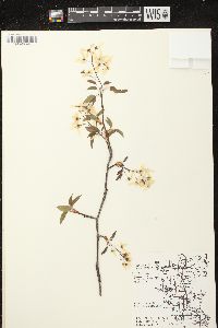 Amelanchier laevis image