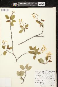 Amelanchier laevis image