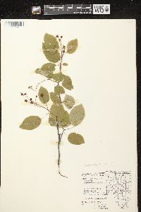 Amelanchier laevis image