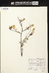 Amelanchier laevis image