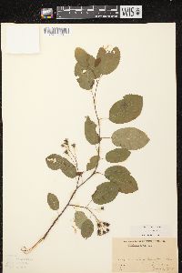 Amelanchier laevis image