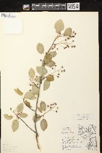 Amelanchier laevis image