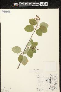 Amelanchier laevis image