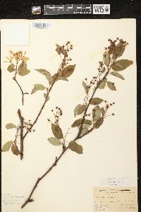 Amelanchier laevis image