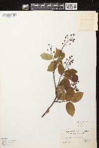 Amelanchier laevis image