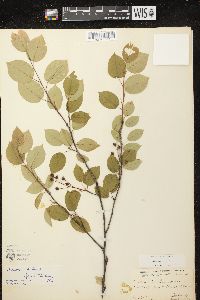 Amelanchier laevis image