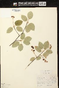 Amelanchier laevis image