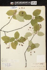 Amelanchier laevis image