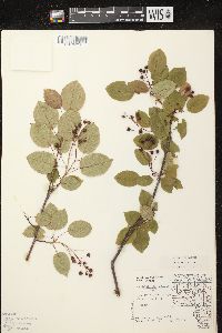 Amelanchier laevis image