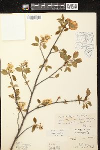 Amelanchier laevis image