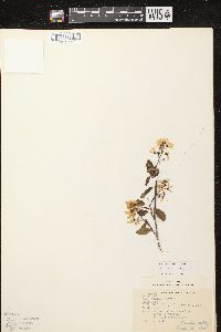 Amelanchier laevis image