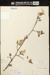 Amelanchier laevis image