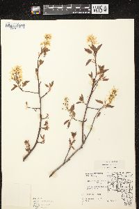 Amelanchier laevis image