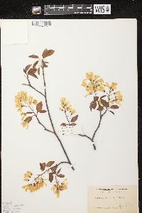 Amelanchier laevis image