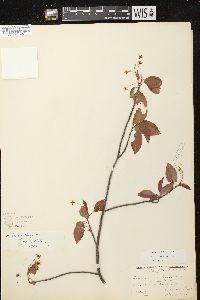 Amelanchier laevis image