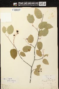 Amelanchier laevis image