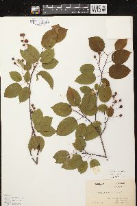 Amelanchier laevis image