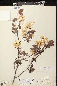 Amelanchier laevis image