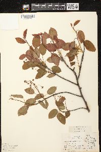 Amelanchier laevis image