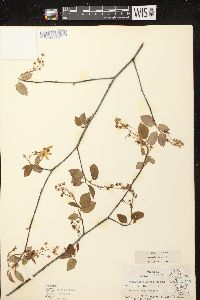 Amelanchier laevis image