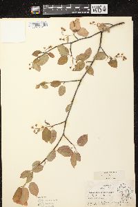 Amelanchier laevis image