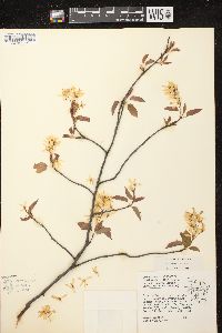 Amelanchier laevis image