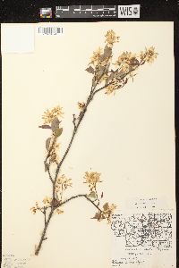 Amelanchier laevis image