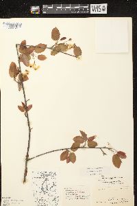 Amelanchier laevis image