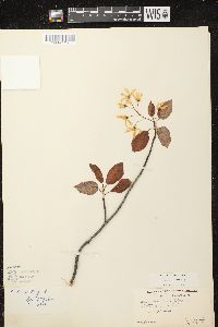 Amelanchier laevis image