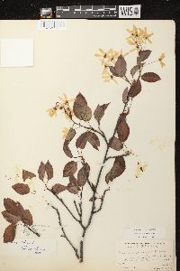 Amelanchier laevis image