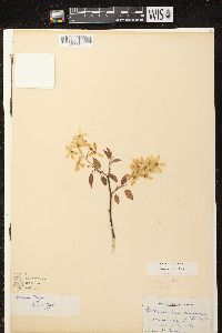 Amelanchier laevis image