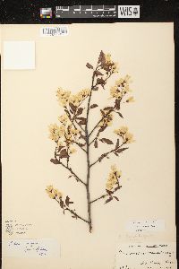 Amelanchier laevis image