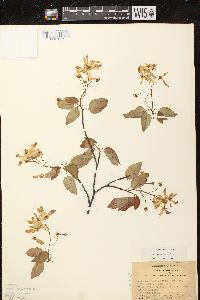 Amelanchier laevis image