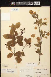 Amelanchier laevis image