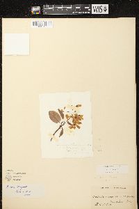 Amelanchier laevis image