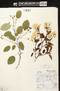 Amelanchier laevis image