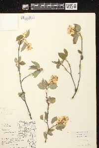 Amelanchier laevis image