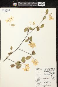 Amelanchier laevis image